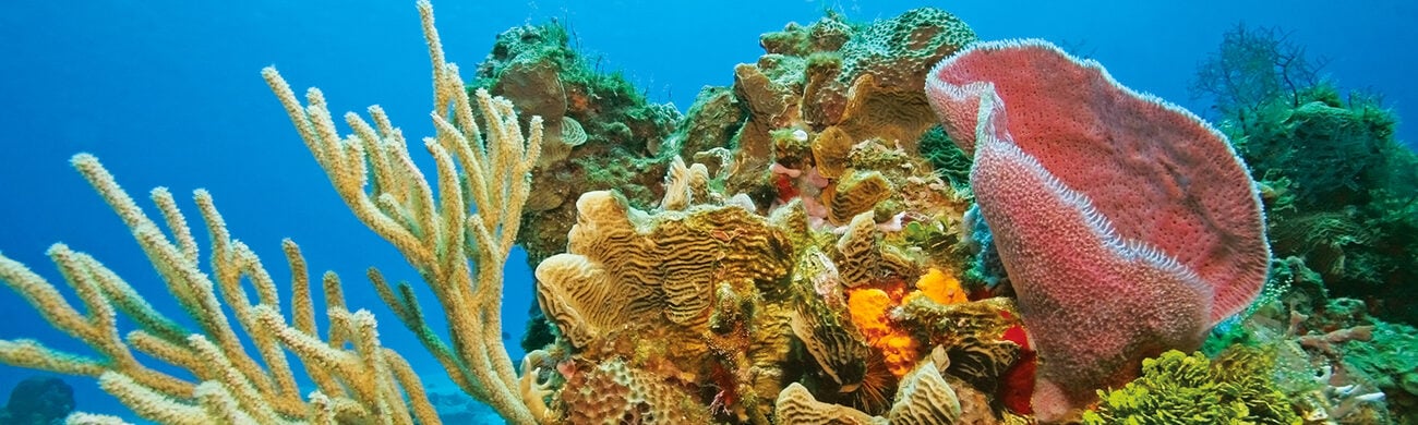 Cozumel Vacation Packages | All Inclusive Resorts